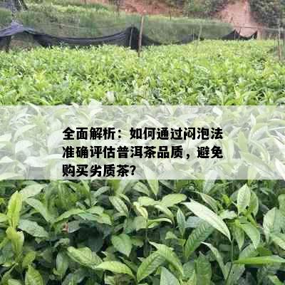 全面解析：如何通过闷泡法准确评估普洱茶品质，避免购买劣质茶？