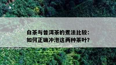 白茶与普洱茶的煮法比较：如何正确冲泡这两种茶叶？