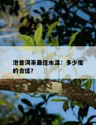 泡普洱茶更佳水温：多少度的合适？