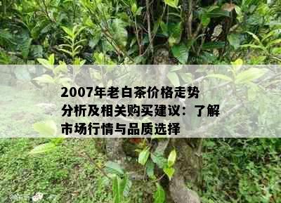 2007年老白茶价格走势分析及相关购买建议：了解市场行情与品质选择