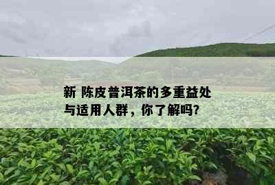 新 陈皮普洱茶的多重益处与适用人群，你了解吗？