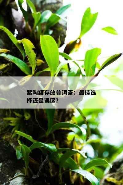 紫陶罐存放普洱茶：更佳选择还是误区？