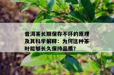 普洱茶长期保存不坏的原理及其科学解释：为何这种茶叶能够长久保持品质？