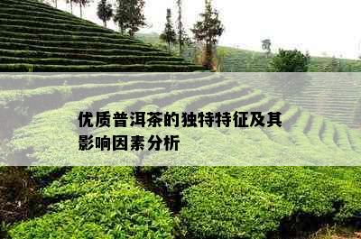 优质普洱茶的独特特征及其影响因素分析