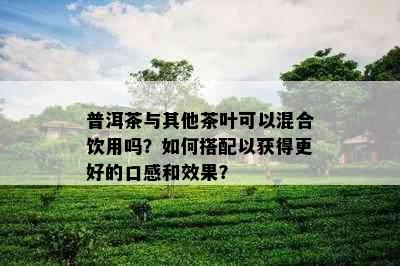 普洱茶与其他茶叶可以混合饮用吗？如何搭配以获得更好的口感和效果？