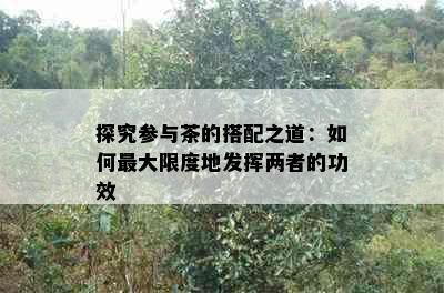 探究参与茶的搭配之道：如何更大限度地发挥两者的功效