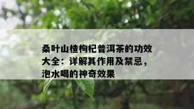 桑叶山楂枸杞普洱茶的功效大全：详解其作用及禁忌，泡水喝的神奇效果