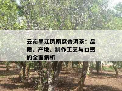 云南墨江凤凰窝普洱茶：品质、产地、制作工艺与口感的全面解析