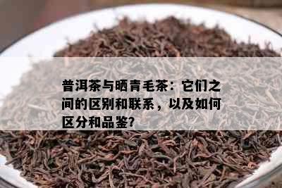 普洱茶与晒青毛茶：它们之间的区别和联系，以及如何区分和品鉴？