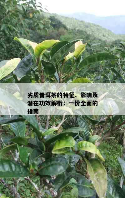 劣质普洱茶的特征、影响及潜在功效解析：一份全面的指南