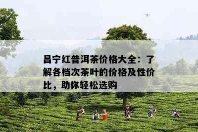 昌宁红普洱茶价格大全：了解各档次茶叶的价格及性价比，助你轻松选购