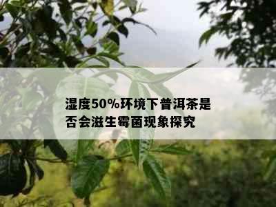 湿度50%环境下普洱茶是否会滋生霉菌现象探究