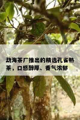 勐海茶厂推出的精选孔雀熟茶，口感醇厚、香气浓郁