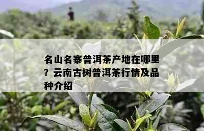 名山名寨普洱茶产地在哪里？云南古树普洱茶行情及品种介绍