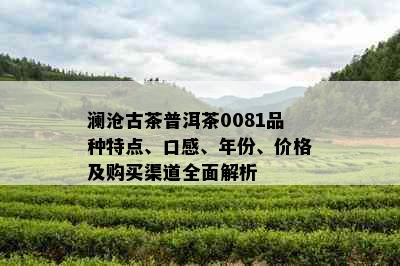 澜沧古茶普洱茶0081品种特点、口感、年份、价格及购买渠道全面解析