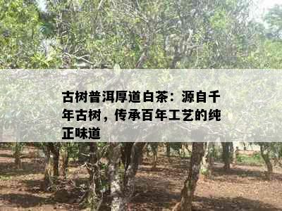 古树普洱厚道白茶：源自千年古树，传承百年工艺的纯正味道