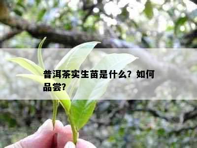 普洱茶实生苗是什么？如何品尝？