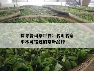 探寻普洱茶世界：名山名寨中不可错过的茶叶品种