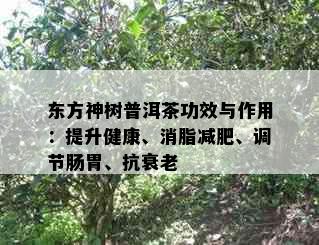 东方神树普洱茶功效与作用：提升健康、消脂减肥、调节肠胃、抗衰老