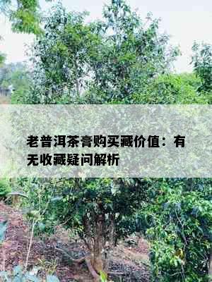 老普洱茶膏购买藏价值：有无收藏疑问解析