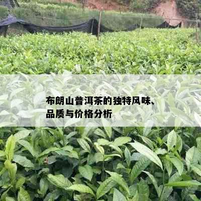 布朗山普洱茶的独特风味、品质与价格分析