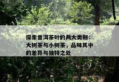 探索普洱茶叶的两大类别：大树茶与小树茶，品味其中的差异与独特之处