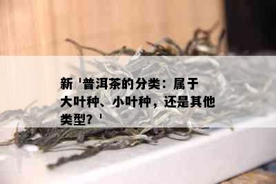 新 '普洱茶的分类：属于大叶种、小叶种，还是其他类型？'