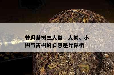 普洱茶树三大类：大树、小树与古树的口感差异探析