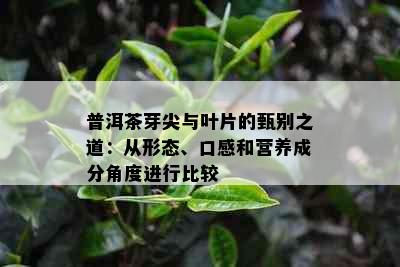 普洱茶芽尖与叶片的甄别之道：从形态、口感和营养成分角度进行比较