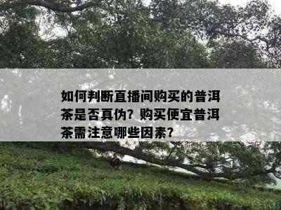 如何判断直播间购买的普洱茶是否真伪？购买便宜普洱茶需注意哪些因素？