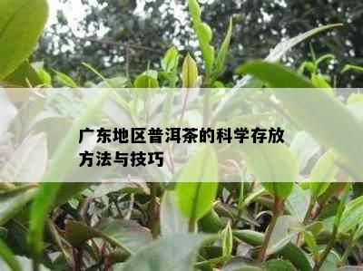 广东地区普洱茶的科学存放方法与技巧