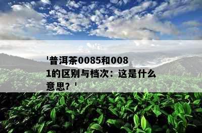 '普洱茶0085和0081的区别与档次：这是什么意思？'