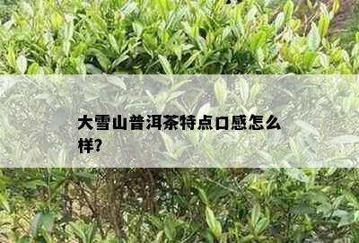 大雪山普洱茶特点口感怎么样？