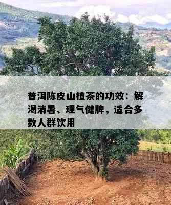 普洱陈皮山楂茶的功效：解渴消暑、理气健脾，适合多数人群饮用