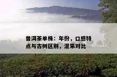 普洱茶单株：年份，口感特点与古树区别，混采对比