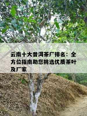 云南十大普洱茶厂排名：全方位指南助您挑选优质茶叶及厂家