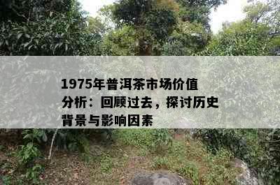 1975年普洱茶市场价值分析：回顾过去，探讨历史背景与影响因素