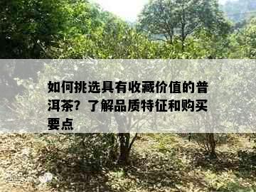 如何挑选具有收藏价值的普洱茶？了解品质特征和购买要点