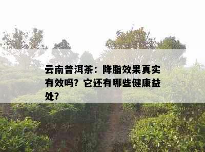 云南普洱茶：降脂效果真实有效吗？它还有哪些健康益处？