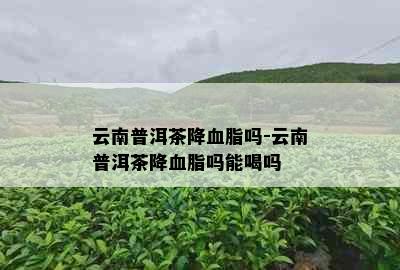 云南普洱茶降血脂吗-云南普洱茶降血脂吗能喝吗