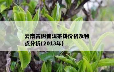 云南古树普洱茶饼价格及特点分析(2013年)