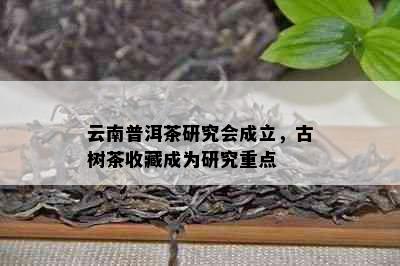 云南普洱茶研究会成立，古树茶收藏成为研究重点