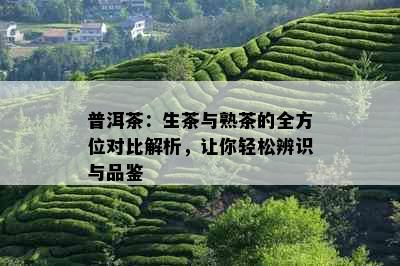 普洱茶：生茶与熟茶的全方位对比解析，让你轻松辨识与品鉴