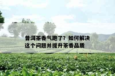 普洱茶香气跑了？如何解决这个问题并提升茶香品质