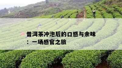 普洱茶冲泡后的口感与余味：一场感官之旅