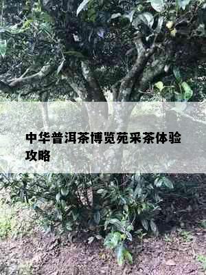 中华普洱茶博览苑采茶体验攻略