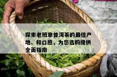 探索老班章普洱茶的更佳产地、和口感，为您选购提供全面指南