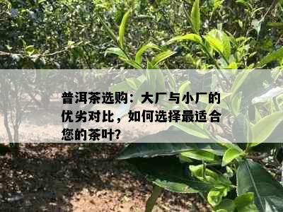 普洱茶选购：大厂与小厂的优劣对比，如何选择最适合您的茶叶？