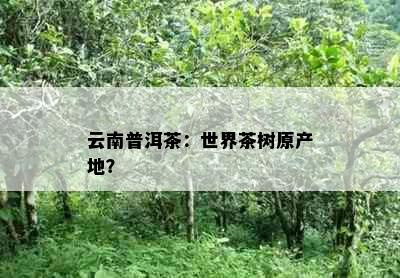 云南普洱茶：世界茶树原产地？