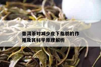 普洱茶对减少皮下脂肪的作用及其科学原理解析